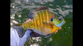 Puddingstone Reservoir Blue Gills Fishing 🎣 [upl. by Thorwald]