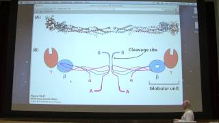 15 Kevin Aherns Biochemistry  Blood Clotting [upl. by Zeculon]