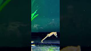 Baby Seahorse first big dinner 😋 fish shorts seahorses aquarium best animal like 4k [upl. by Conte]