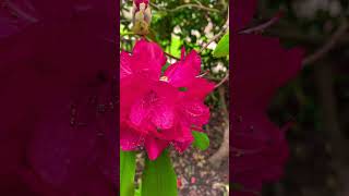 Rhododendron Arboreum In Full Bloom  Tree Rhododendron [upl. by Neff]