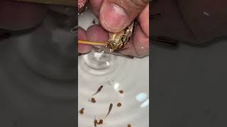 auratus cichlid fish gives birth to 20 baby fish 🥰🐳👍🙏 cichlid animals fish [upl. by Timmi]