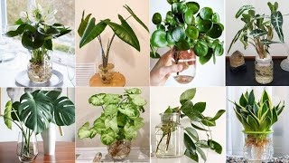 47 Indoor Plants in Vases to grow  Indoor Plants to grow in Water  Plant and Planting [upl. by Auoh]