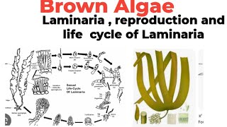 BScMScBrown AlgaeLaminariaplant body reproductionand life cycle [upl. by Neetsirk]