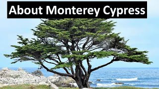 Monterey Cypress  Hesperocyparis macrocarpa  Native California formerly Cupressus [upl. by Freddie]