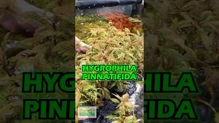 Hygrophila Pinnatifida PINNAFOSHO Aquarium Plant For Sale [upl. by Fleming]