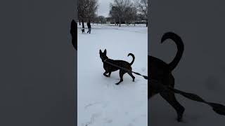 Pitbull in the snow snow dog pitbull funny crazy winter running [upl. by Tail697]