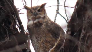 Great Horned Owl Hooting Territorial Evening Call At Sunset [upl. by Haek]