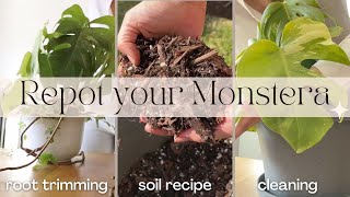 How To Repot Your Monstera  Monstera Plant Care [upl. by Allimrac243]