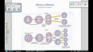 meiosis part 3 mitosis vs meiosis [upl. by Madanhoj]