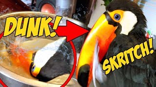 How a Toucan Cleans its MASSIVE Beak Dunkscratchdunkscratch Basically Toucan Beat Boxing🤣 [upl. by Cleopatra]