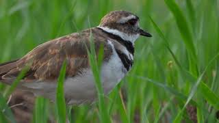 Killdeer Alarm Call [upl. by Aitsirhc]