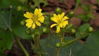 ツワブキ石蕗の花 英語名Leopard plant Green leopard plant 学名Farfugium japonicum [upl. by Marek]