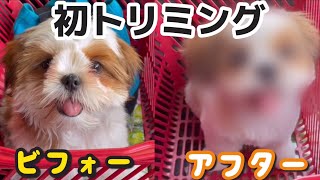 【シーズー子犬初のトリミング】別人ならぬ別犬になって帰ってきた（笑） [upl. by Ylrebmic76]