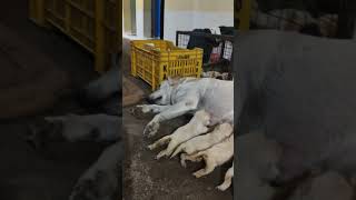 LABRADOR PUPPY CUTE 🥰labradoor dog puppy animals [upl. by Aikram]