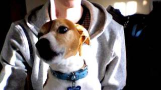 Jack Russell Terrier Singing Summertime [upl. by Pierro]