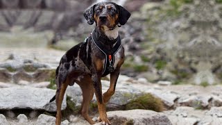 10 Facts You Need to Know Before Buying a Catahoula Leopard Dog [upl. by Borg171]