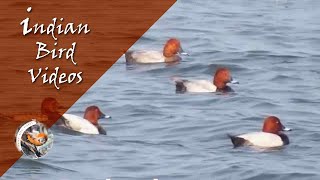 The Common Pochard Aythya ferina  Indian Bird Videos [upl. by Loma]