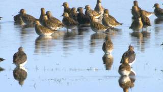 Ljungpipare Pluvialis apricaria eller altifrons Golden Plover [upl. by Nnaeerb496]