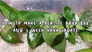 HOW TO MAKE A PERLITE PROP BOX  And Hoya 3 Week Propagation Update [upl. by Solis533]