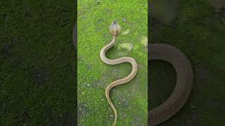 snake in garden 🏡 🐍shortsfeed [upl. by Acimehs]