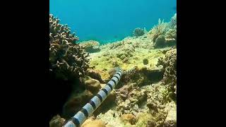 Banded sea krait Venomous Sea Snake [upl. by Nowahs]