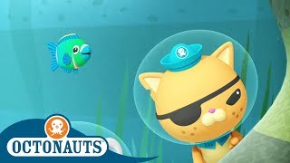 Octonauts  Kwazii’s New Best Friend  Cartoons for Kids  Underwater Sea Education [upl. by Malvia193]