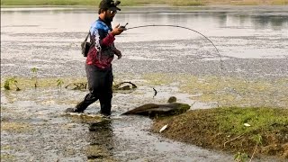 Snakehead Fishing New video [upl. by Fiorenze]