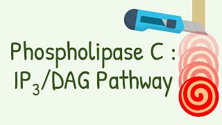 Phospholipase C  IP3 DAG Pathway  Gq protein pathway [upl. by Ahtnamas90]