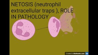 NETOSIS neutrophil extracellular traps  role in pathology and possible therapeutic targets [upl. by Carolin]