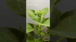 This is amazing naturestherapy timelapse sunflower peace [upl. by Nnylsoj292]