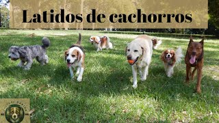 Latidos de cachorros reais [upl. by Candida]