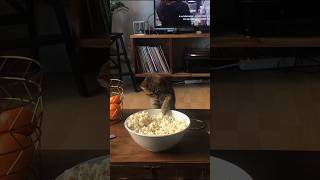 Never Seen a Cat Eat Popcorn 🍿 [upl. by Lian]