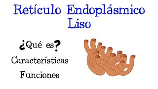 🌐 ¿Qué es el Retículo Endoplásmico Liso 💥 Funciones Fácil y Rápido  BIOLOGÍA [upl. by Nehtanhoj136]