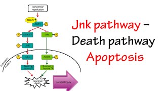 Jnk Pathway [upl. by Harriott651]