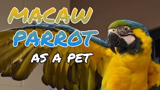 MACAW PARROTS AS PETS [upl. by Nirrad]