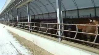 Finishing Cattle in Hoop Barns [upl. by Etteyafal]