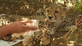 Cute Cheetah Cub Attacked by Wild Warthog  Cheetahs  BBC Earth [upl. by Aivax]