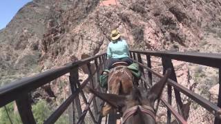 Grand Canyon Mule Ride 2016 [upl. by Nyrb]