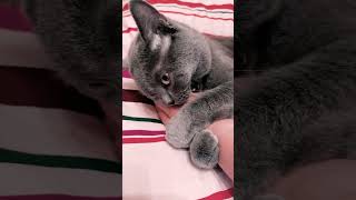 CAT LOVE AND AGGRESSION 5 LIFE HACKS [upl. by Serra609]