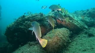 Banyuls Cap labeille [upl. by Soraya]