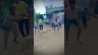 GREYHOUND DOG RACE ॥ श्वान शर्यत  महाराष्ट्र राज्य श्वान शर्यत ॥ shorts dograce [upl. by Barolet]