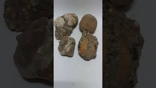 ROCAS MARINAS CON RESTOS DE ARENISCA youtubeshorts mineralesnaturales mineral [upl. by Nole]