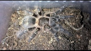 Grammostola pulchripes quotChaco Golden Kneequot Husbandry [upl. by Eedya]