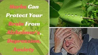 These 4 Herbs Can Protect Your Brain From Alzheimer’s Depression Anxiety And Much More [upl. by Trinatte590]