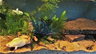 African Clawed Frog Tank Setup amp Care Xenopus laevis [upl. by Yaeger]