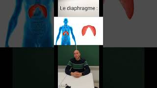 Diaphragme  inspiration et expiration [upl. by Georgina]