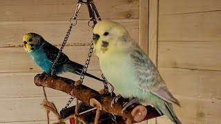 Snowy and his new friend Zon Zon budgies parakeets opaline budgie parakeet [upl. by Pillihp]