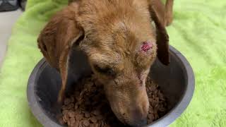 The Abandoned Hunting Dog Is Safe In The Shelter  Takis Shelter [upl. by Anivahs]