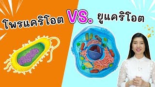 Eukaryotic Cells Vs Prokaryotic Cells and Bacteria [upl. by Ierbua]