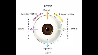 Extra Ocular muscle in short [upl. by Odraleba]